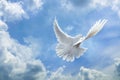 Dove in the air with wings wide open in-front of the sky Royalty Free Stock Photo