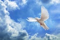 Dove in the air with wings wide open in-front of the sky Royalty Free Stock Photo