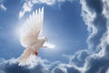 Dove in the air with wings wide open in-front of the sky Royalty Free Stock Photo