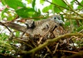 Dove and babies