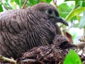 Dove and baby