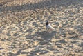 Dove on the background beach and sand Royalty Free Stock Photo