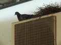 Pigeon on the balcony, window edge Royalty Free Stock Photo