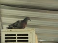 Pigeon on the balcony, window edge Royalty Free Stock Photo