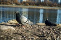 Dove on the Bank of the river Royalty Free Stock Photo