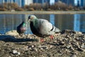 Dove on the Bank of the river Royalty Free Stock Photo