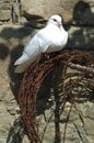 Dove On Barbed Wire