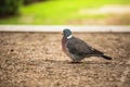 Dove. Beautiful pigeon in Tuilleries garden in Paris, France