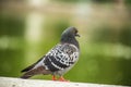Dove. Beautiful pigeon in Tuilleries garden in Paris, France