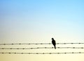 Dove bird on barb wire