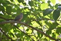 Dove bird in the branch of tree Royalty Free Stock Photo