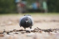 Dove bird and dirty environment garbage Royalty Free Stock Photo