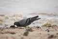 Dove bird and dirty environment garbage Royalty Free Stock Photo