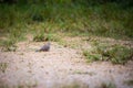 Dove bird on the ground