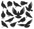 Dove bird isolated black set icon. Pigeon vector black set icon. Vector illustration dove bird on white background. Royalty Free Stock Photo