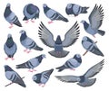 Dove bird isolated cartoon set icon. Pigeon vector cartoon set icon. Vector illustration dove bird on white background. Royalty Free Stock Photo