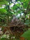 A Dove bird is sitting on a plant with eggs