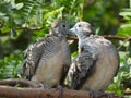 Dove bird on a tree branch at a park in Thailand Royalty Free Stock Photo