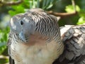 Dove bird on a tree branch at a park in Thailand Royalty Free Stock Photo