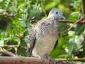 Dove bird on a tree branch at a park in Thailand Royalty Free Stock Photo