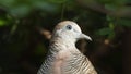 Dove bird on a tree branch at a park in Thailand Royalty Free Stock Photo