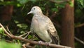 Dove bird on a tree branch at a park in Thailand Royalty Free Stock Photo
