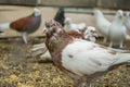 Dove bird in the yard. Group of doves. Close up shot.