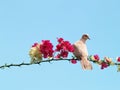 Dove on blossoming branch