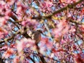 Dove hidden in pink blossoming cherry tree, spring season nature. Hope Royalty Free Stock Photo