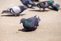 Dove and bread crumbs