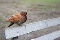 Dove with brown plumage in the park Royalty Free Stock Photo