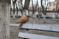 Dove with brown plumage in the park Royalty Free Stock Photo