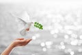 Dove carrying leaf branch Royalty Free Stock Photo