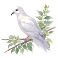 Dove in cartoon style. Cute Little Cartoon Dove isolated on white background. Watercolor drawing, hand-drawn Dove in watercolor.