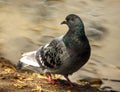 Dove in city spring park by the pond, bird pigeon outdoors Royalty Free Stock Photo