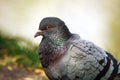 Dove in city spring park by the pond, bird pigeon outdoors Royalty Free Stock Photo