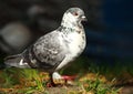 Dove in city spring park by the pond, bird pigeon outdoors Royalty Free Stock Photo