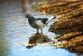 Dove in city spring park by the pond, bird pigeon outdoors Royalty Free Stock Photo