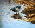 Dove in city spring park by the pond, bird pigeon outdoors Royalty Free Stock Photo