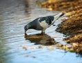 Dove in city spring park by the pond, bird pigeon outdoors Royalty Free Stock Photo