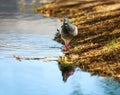 Dove in city spring park by the pond, bird pigeon outdoors Royalty Free Stock Photo