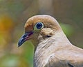 Dove Royalty Free Stock Photo