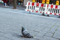 Dove on a cobblestone street, barriers in the background