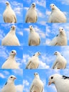 Dove collection Royalty Free Stock Photo