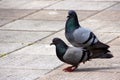 Dove-coloured pigeon,pigeons Royalty Free Stock Photo