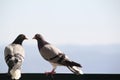 Dove couple