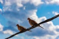 Dove couple landed on the wire during sunny spring day