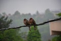 Dove couple perched on the cable in the rain