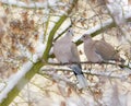 Dove couple sitting on a tree with snow