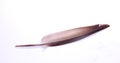 A dove dark brown feather. Royalty Free Stock Photo